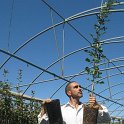 Planta de cornicabra en contenedor forestal de 9 litros